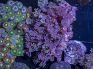 Clavularia