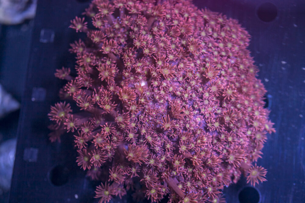 Goniopora