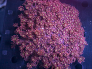 Goniopora