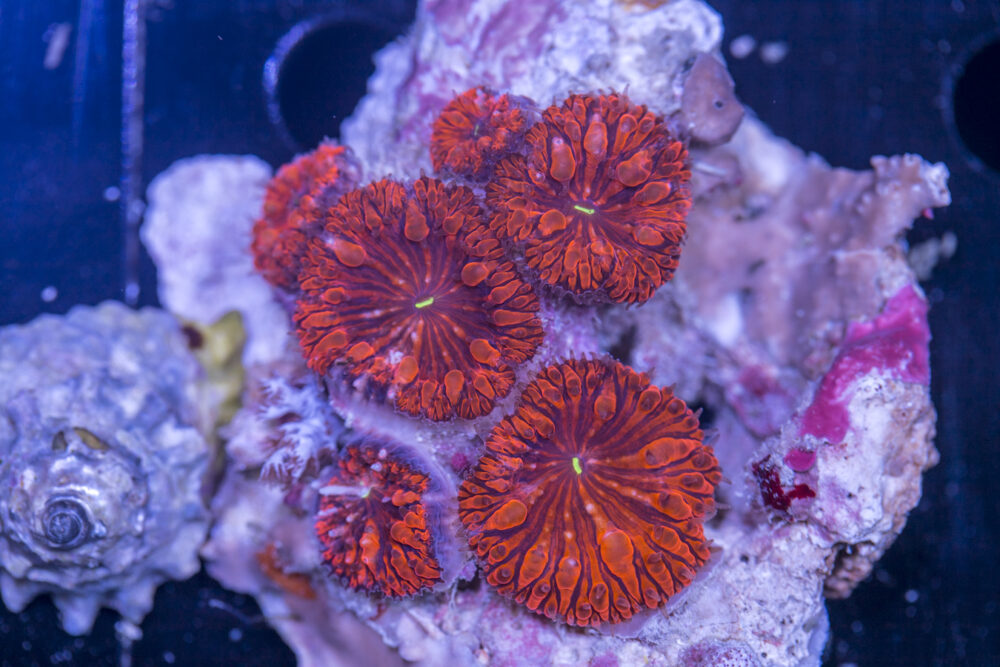 Blastomussa