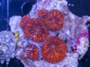 Blastomussa
