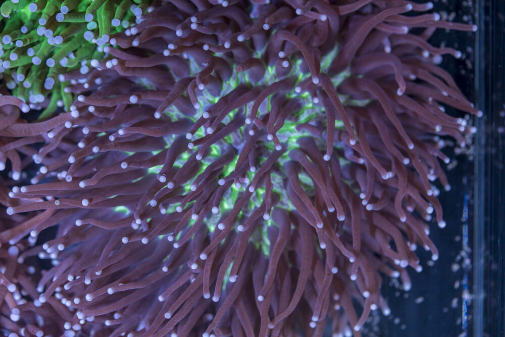 Heliofungia