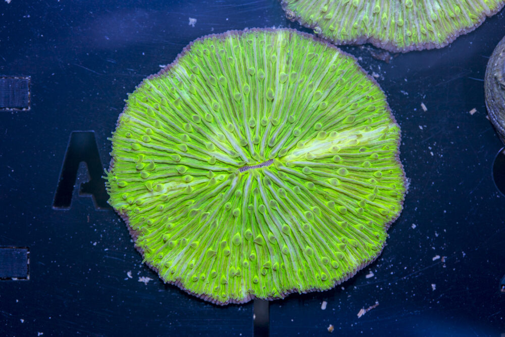 Fungia