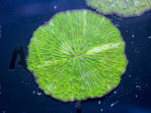 Fungia