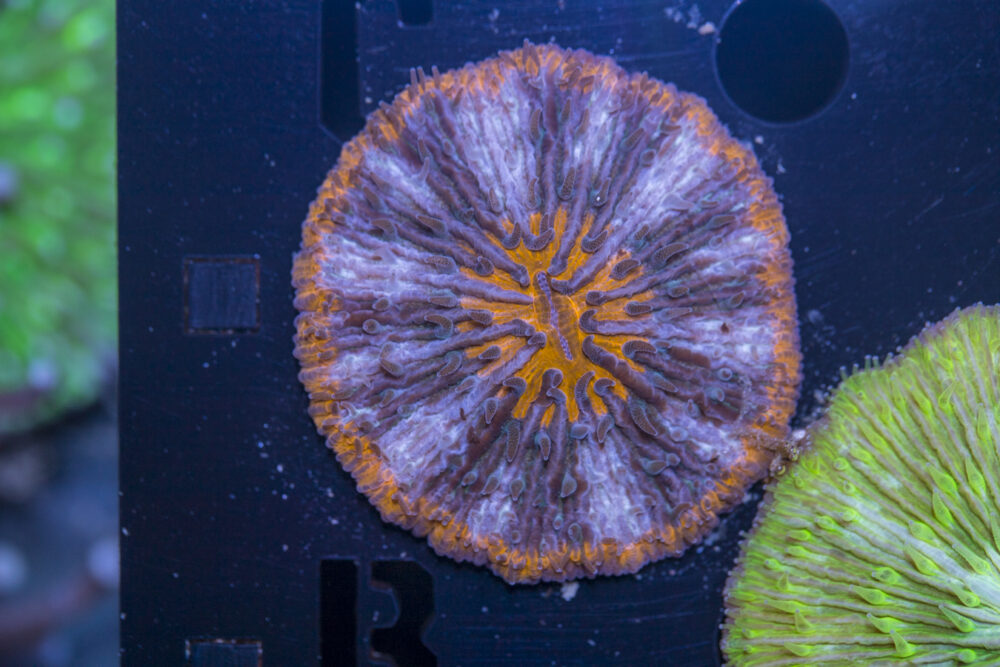 Fungia