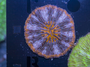 Fungia