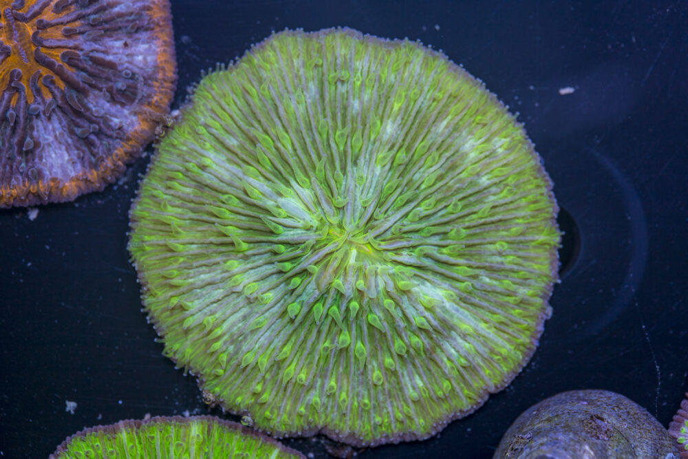 Fungia