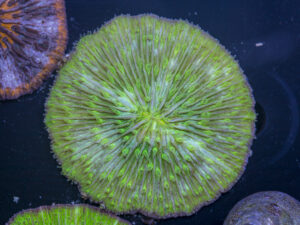 Fungia