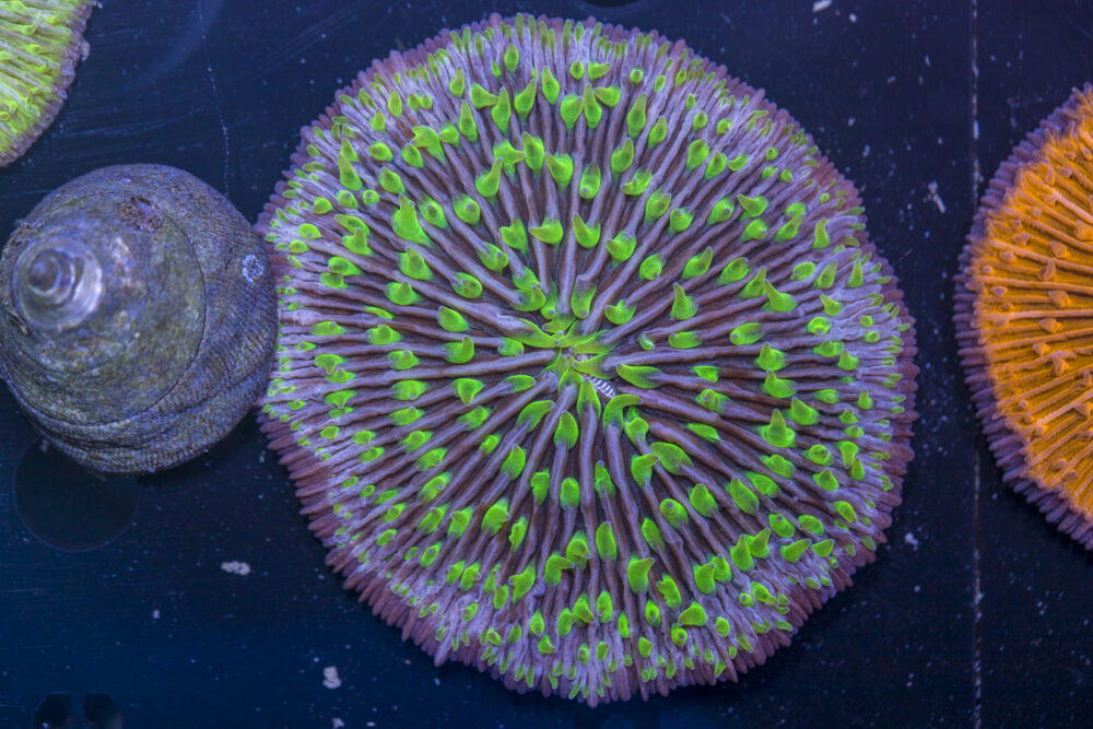 Fungia
