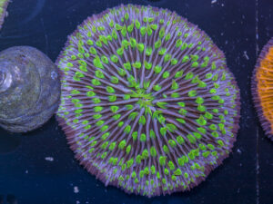 Fungia
