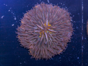 Fungia