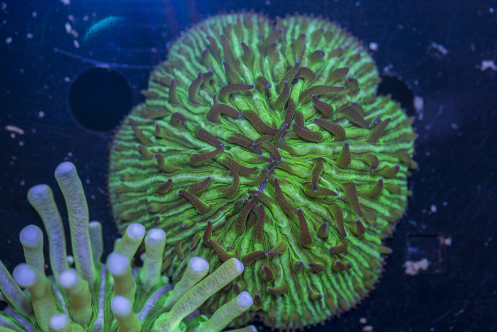 Fungia