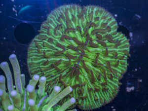 Fungia