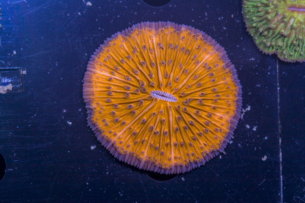 Fungia