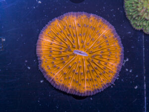 Fungia