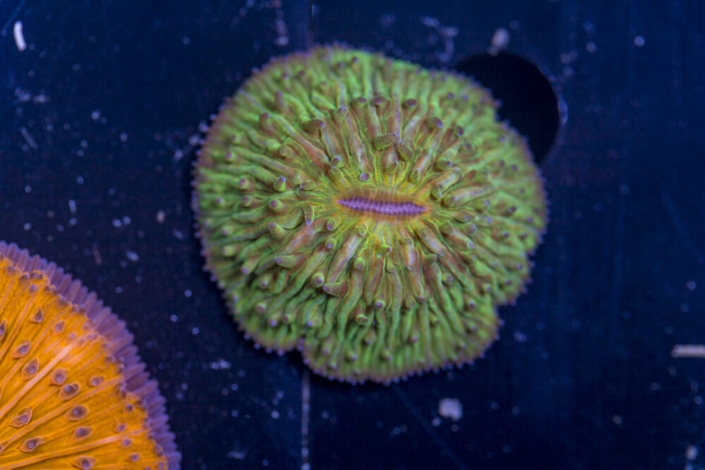 Fungia