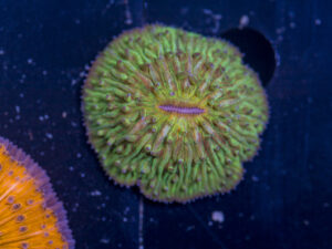 Fungia