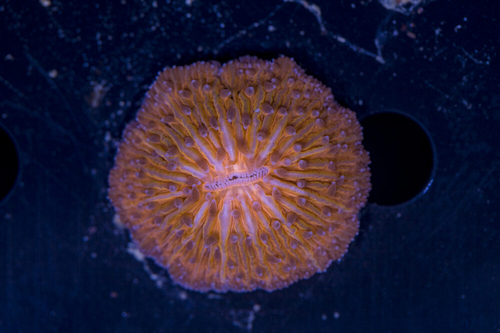Fungia