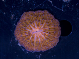 Fungia