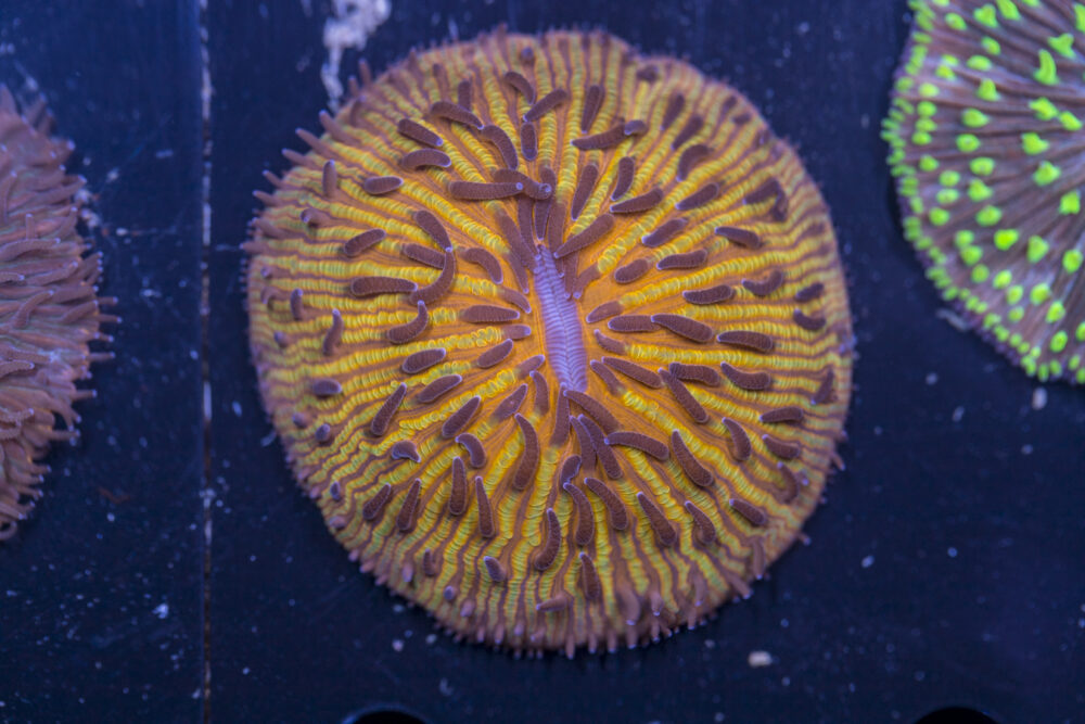 Fungia