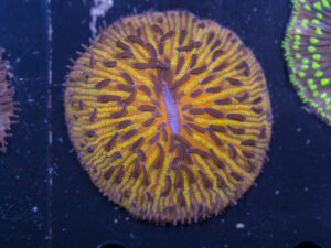 Fungia