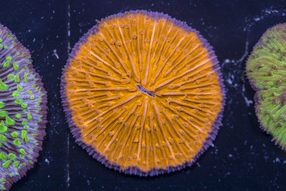 Fungia