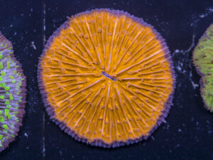 Fungia
