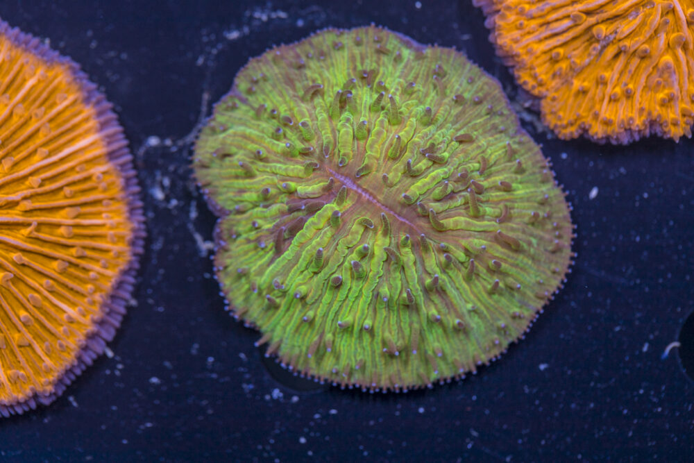 Fungia