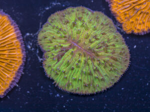 Fungia