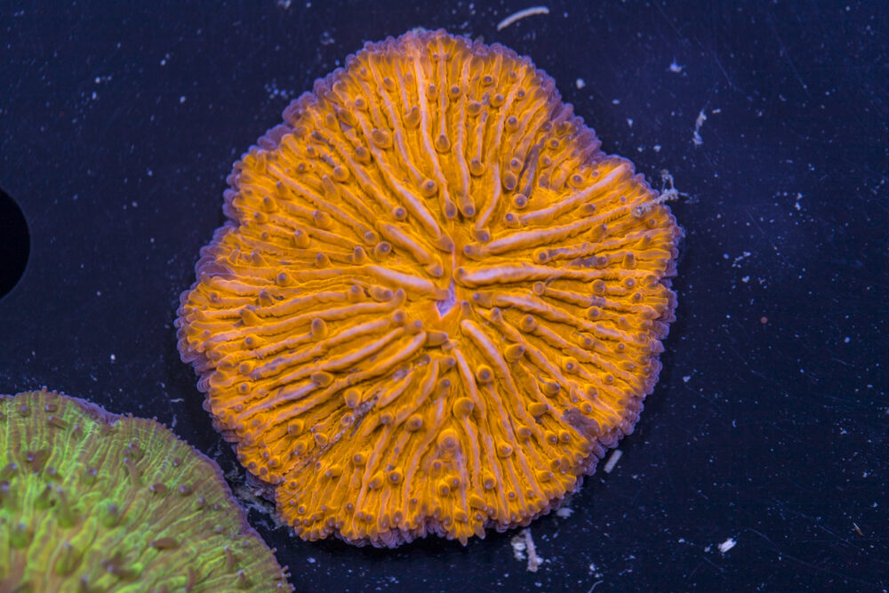 Fungia