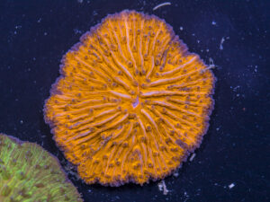 Fungia