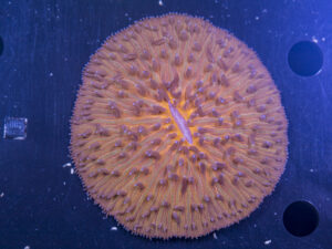 Fungia