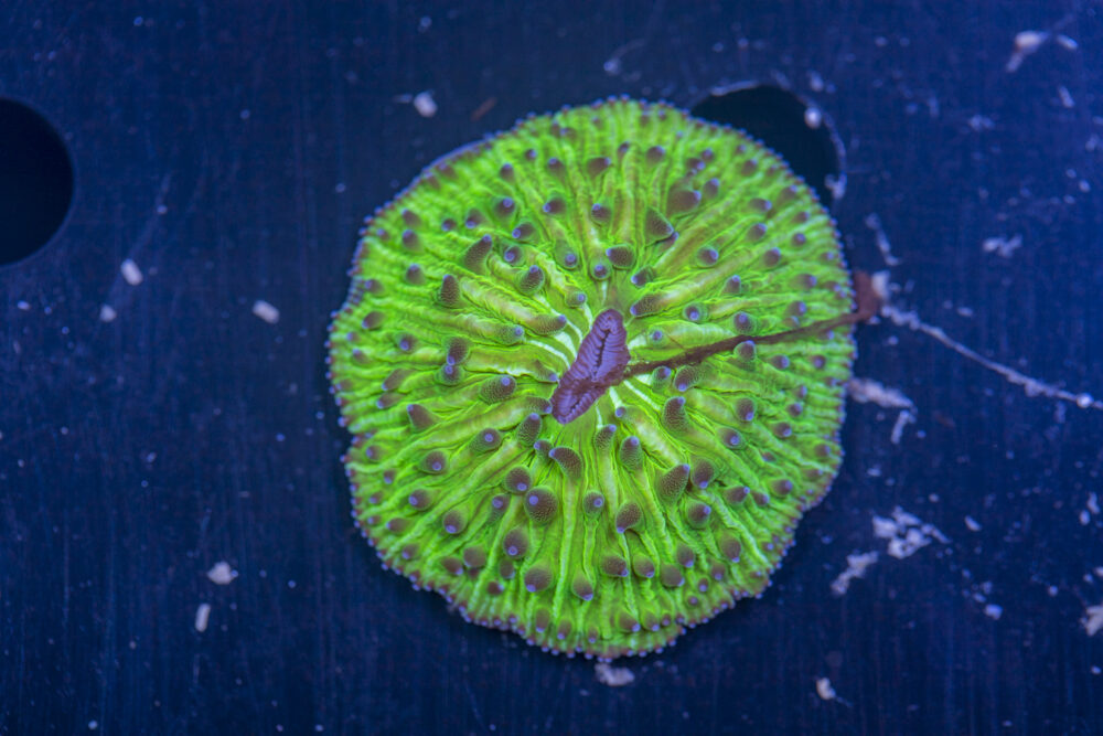 Fungia