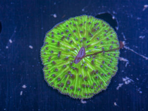 Fungia