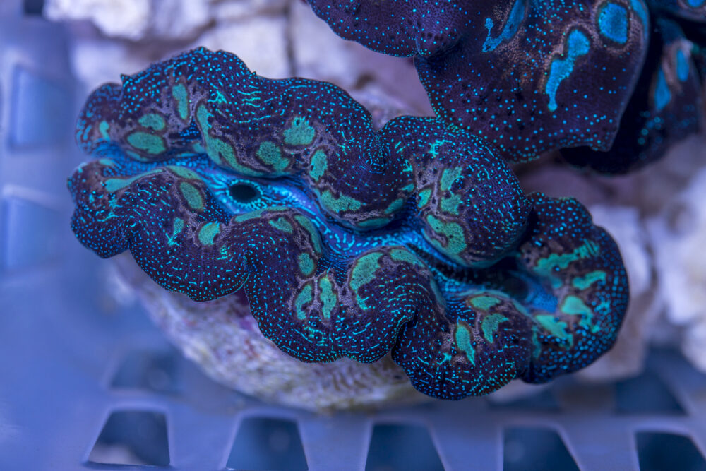 Clam - Crocea