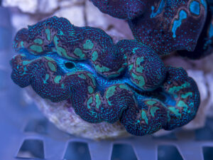Clam - Crocea
