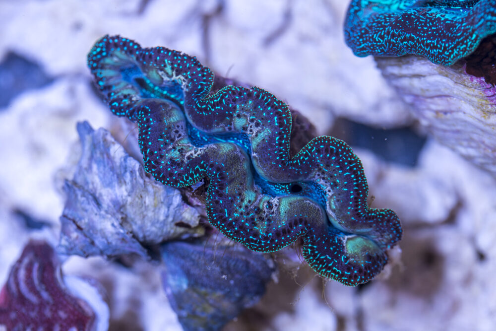 Clam - Crocea