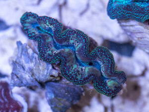 Clam - Crocea