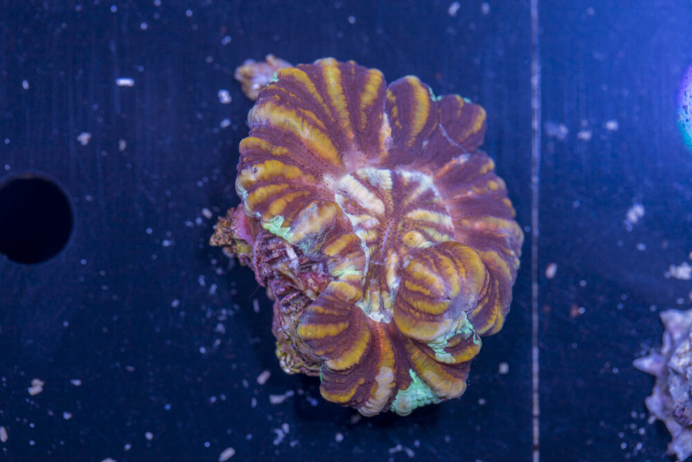 Scolymia - WA Button