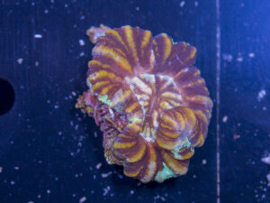 Scolymia - WA Button