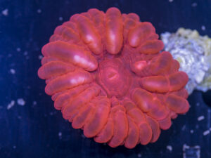 Cynarina