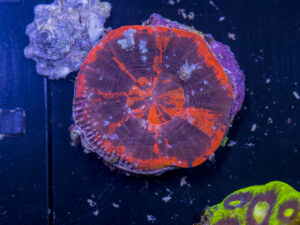 Scolymia
