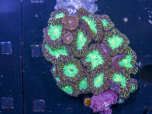 Blastomussa