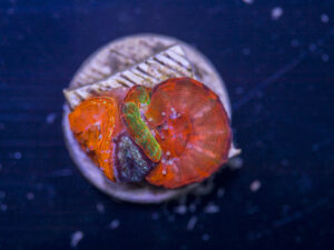 Scolymia Garden (4 Scoly)