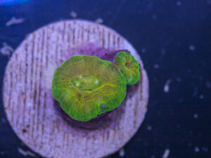 Scolymia