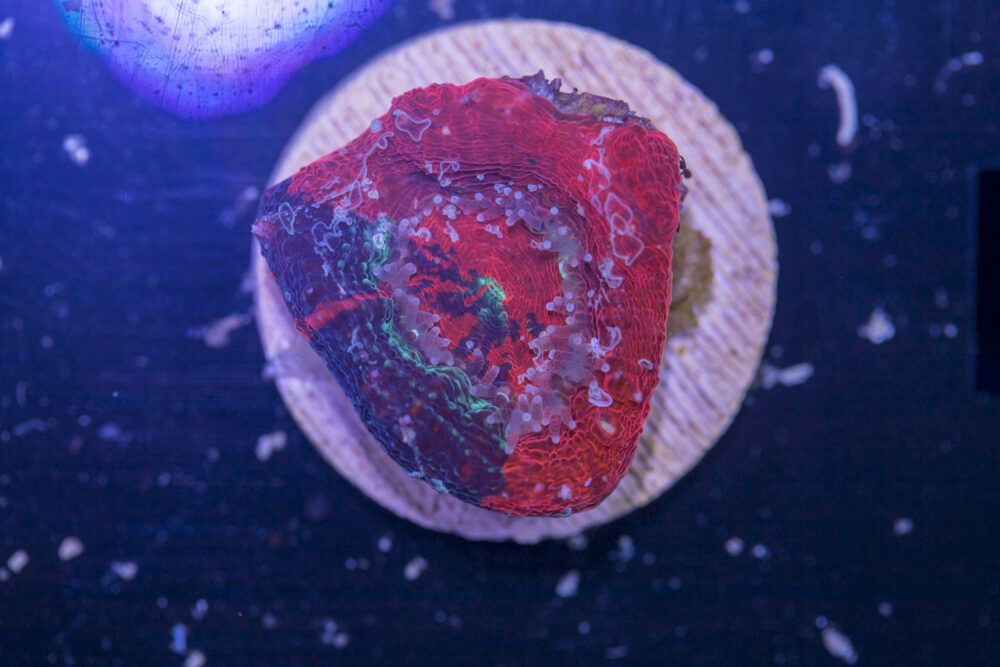 Acan - Bowerbanki