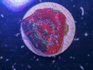 Acan - Bowerbanki
