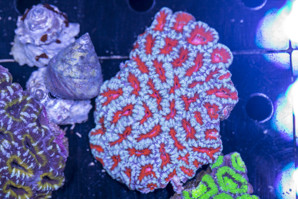 Acan - Lord Howe