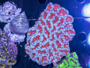 Acan - Lord Howe