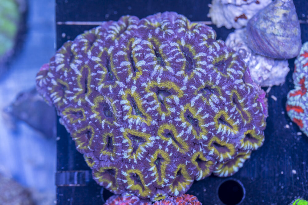 Acan - Lord Howe